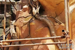 假山標準：園林假山制作的專(zhuān)業(yè)指南