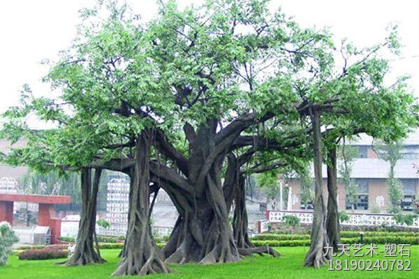 大型水泥仿真榕樹(shù)景觀(guān)圖片